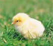 chicks_lg.jpg