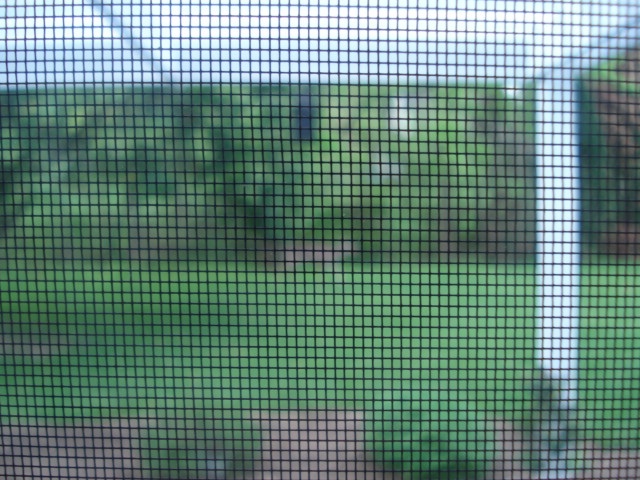 dsc08290.JPG