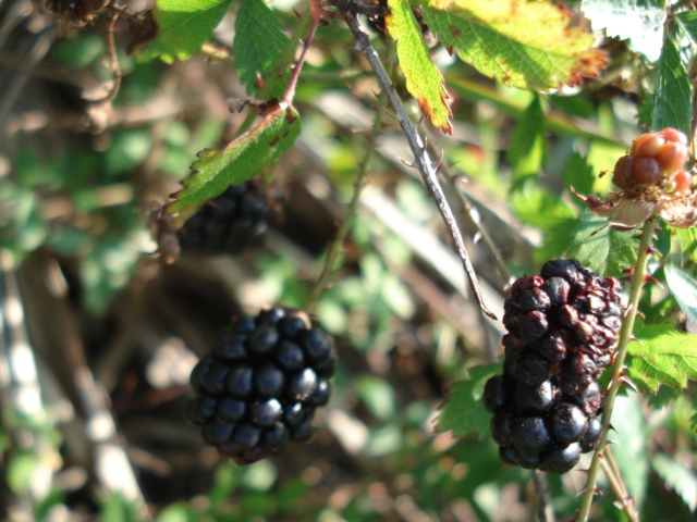 dsc08840.JPG