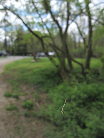 IMG_4437