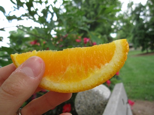 IMG_5307 (1024x768)
