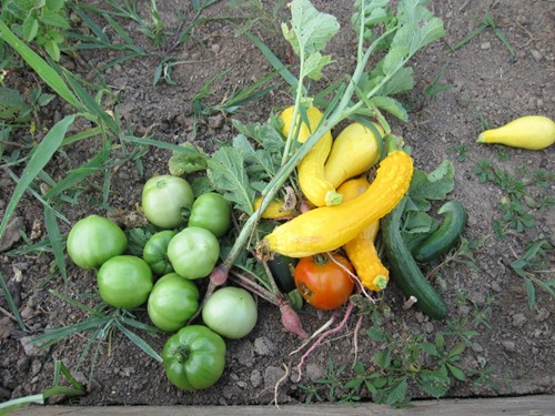 IMG_8636 (1024x768)