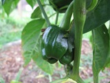 IMG_8638 (1024x768)
