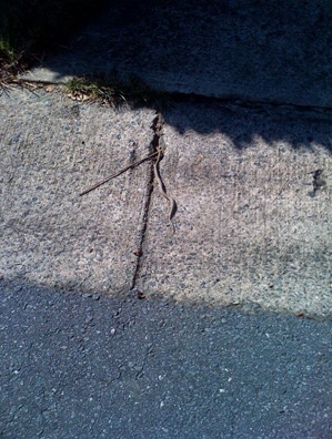 snake