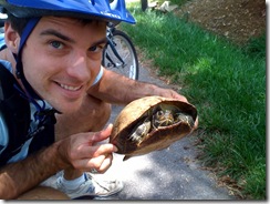 Turtle
