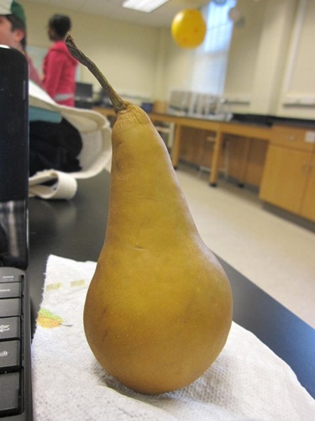 IMG_0037 (480x640)