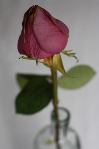 IMG_5029 (427x640)