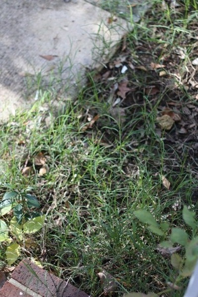 IMG_0002 (640x427)