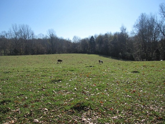 IMG_0012 (640x480)