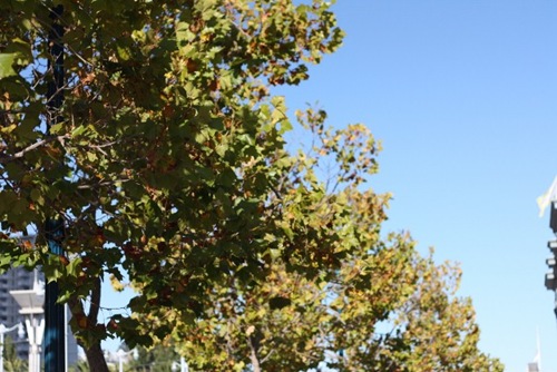 IMG_7870 (640x427)