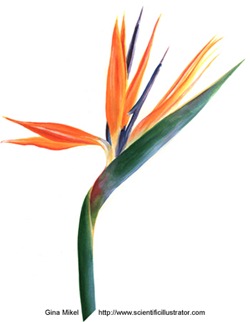 bird-of-paradise-flower