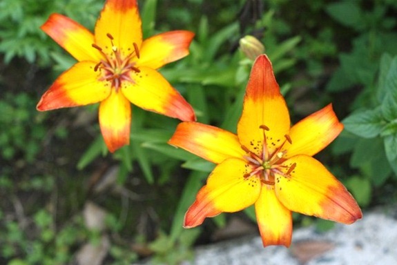 IMG_3611 (640x427)