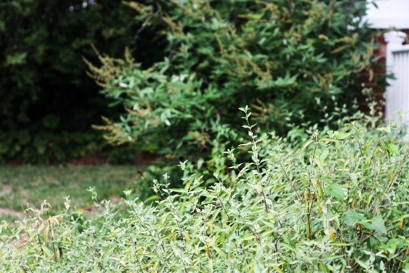 IMG_0970 (640x427)