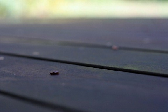 IMG_1262 (640x427)