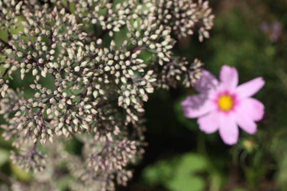 IMG_1319 (640x427) (2)
