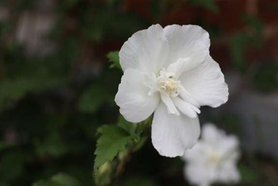 IMG_8794 (640x427)