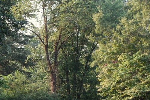 IMG_9872 (640x427)