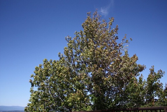 IMG_2539 (640x427) (2)