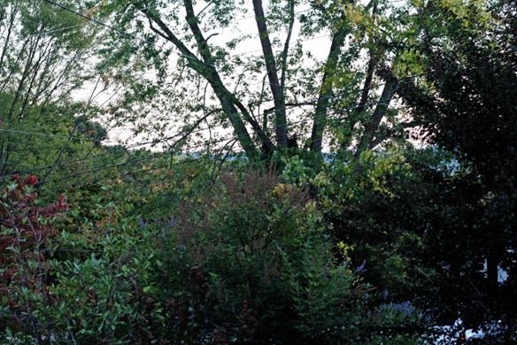 IMG_7266 (640x427) (2)
