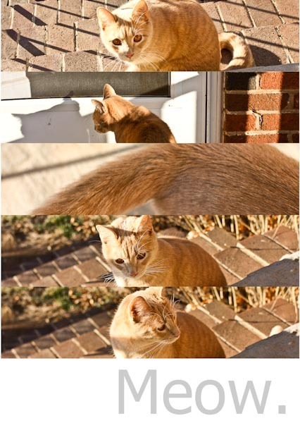 MeowBlog