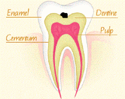 Tooth