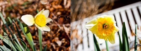 DaffyBlog