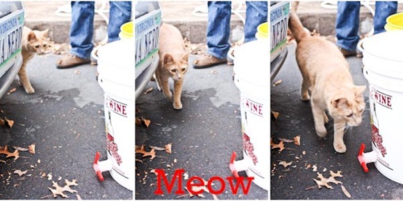 Meow-2Blog