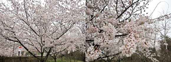 TreeBlog