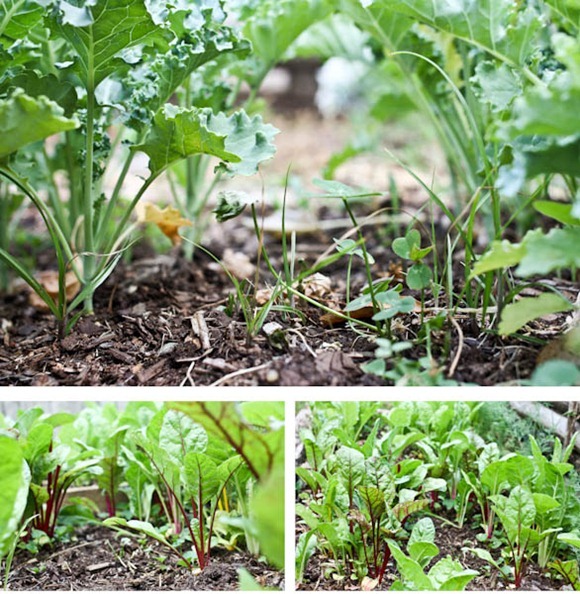 Plants-2Blog