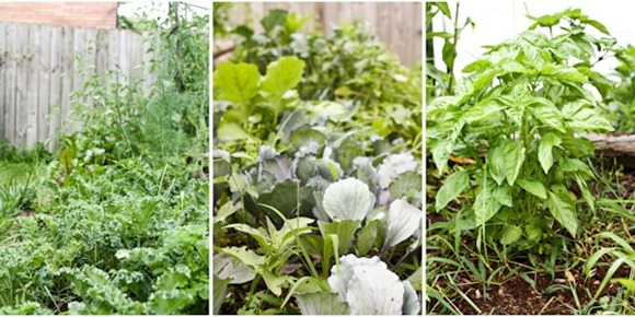 GardenBlog