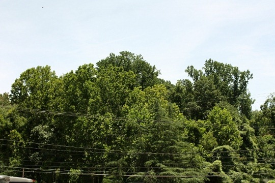 IMG_3674 (640x427)