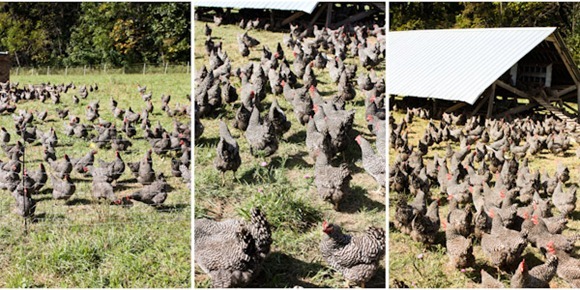 ChickensBlog