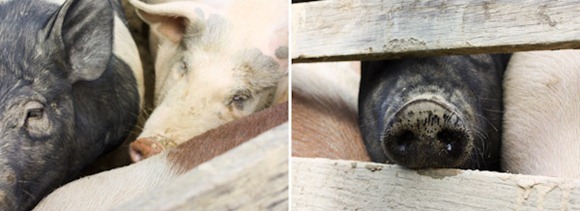 PiggiesBlog