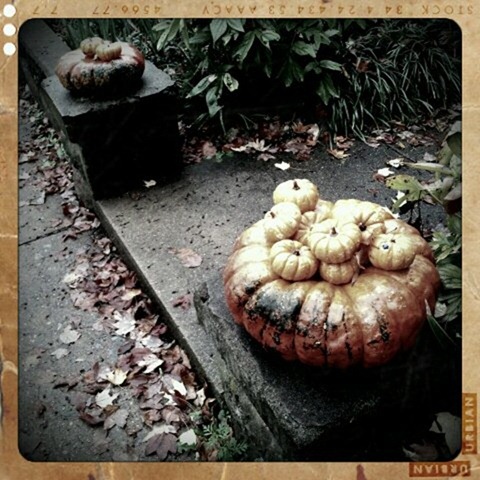 Pumpkin