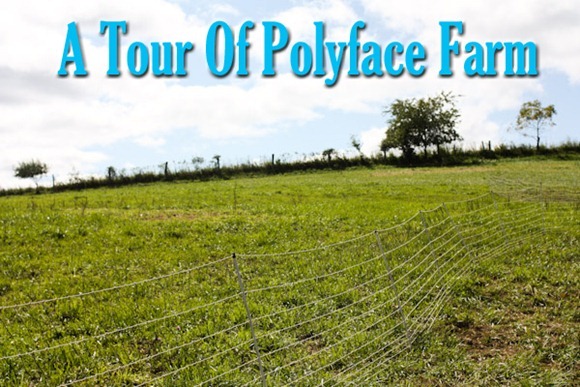 polyface