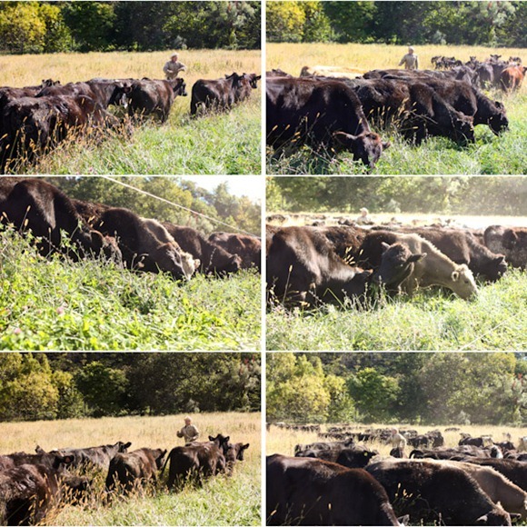 runningofthecowsBlog