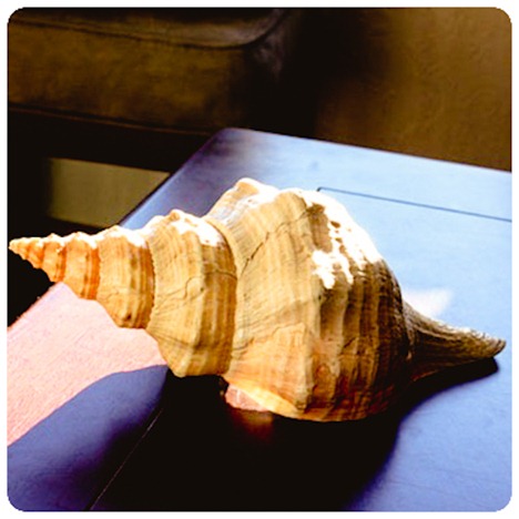 Shell