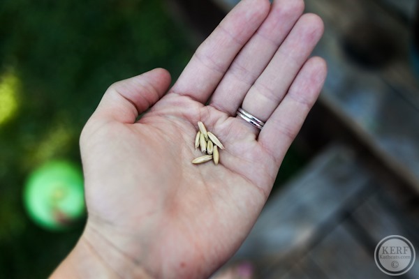 Foodblog-9094 oat seeds in my palm