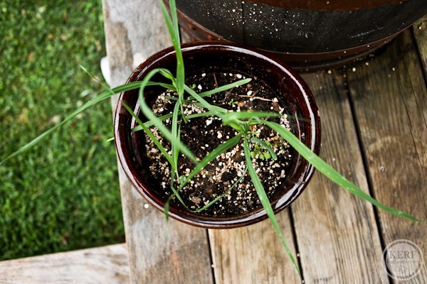 Foodblog-9730 big oat plant sprouting