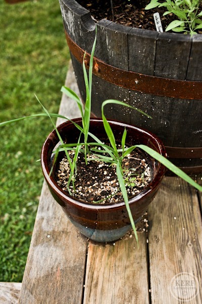 Foodblog-9732 oats growing at home in pot