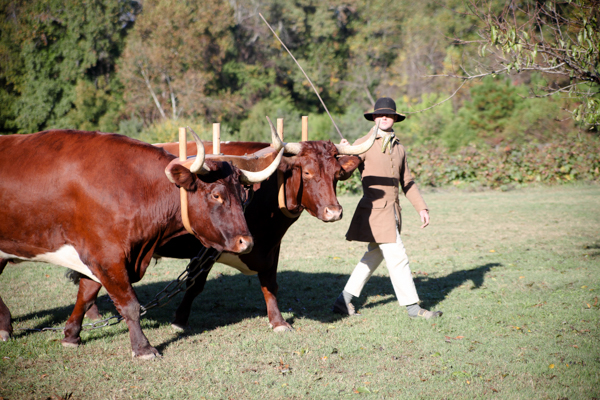 Virginia bulls