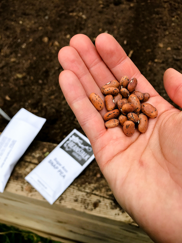 Beanstalk Seeds