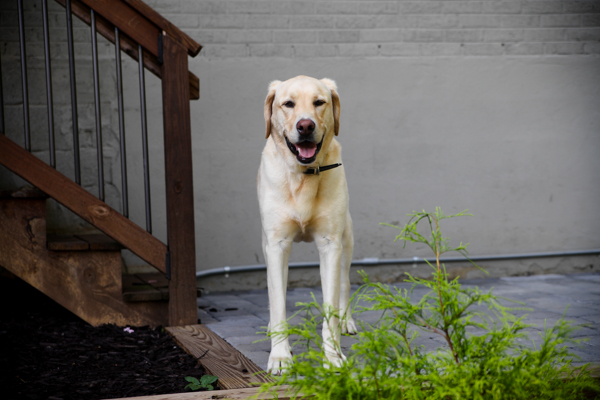 Gus the dog