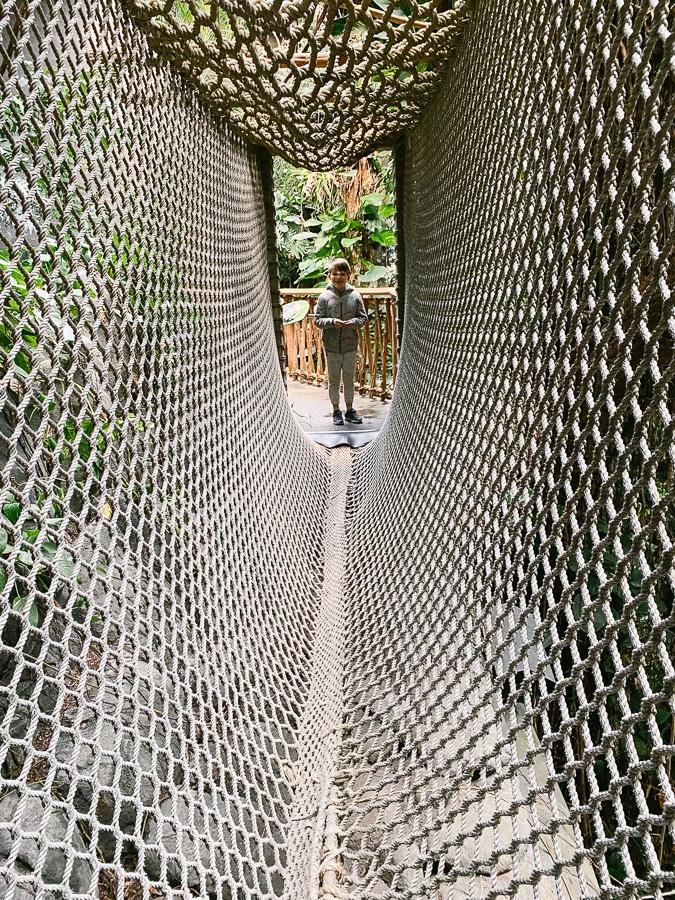 Discovery place museum charlotte nc rainforest net bridge