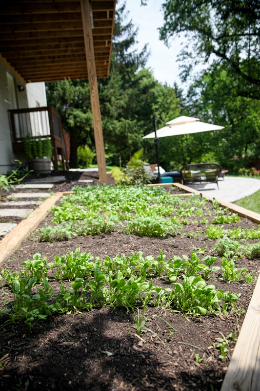 gardening at home gardening at home