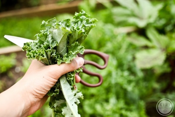 kale bunch in the garden with scissors