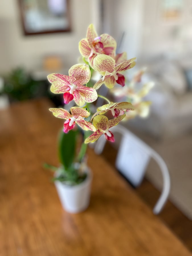fresh flowers at home