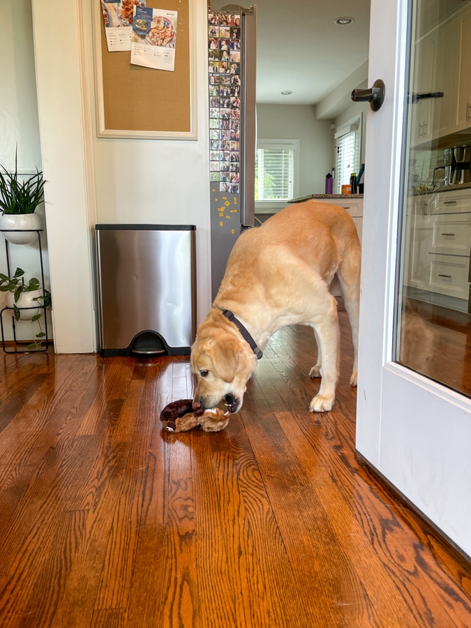 Gus eating his squirrel toy from Chewy