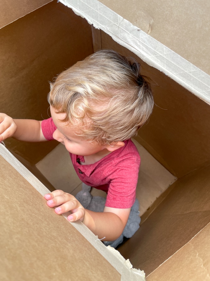 Birch in the box
