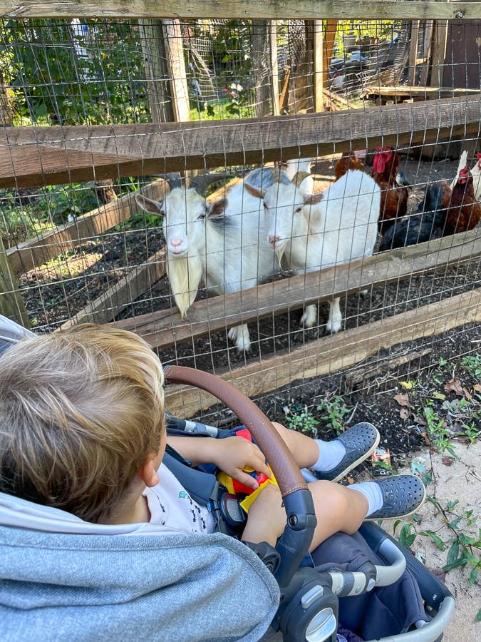 friendly neighborhood goats friendly neighborhood goats